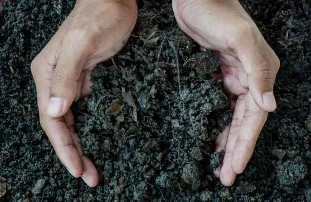 Biodegradable and compostable glues and adhesives