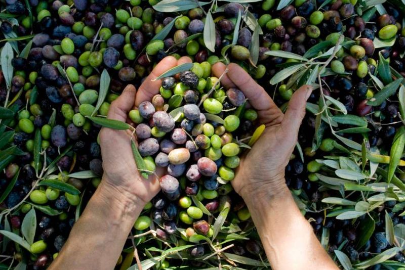 Olive kernel powder as compostable ingredient for bio-based coatings